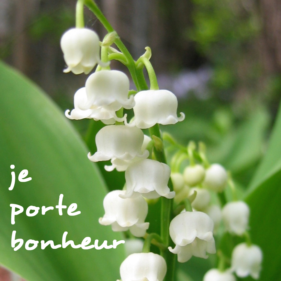 muguet