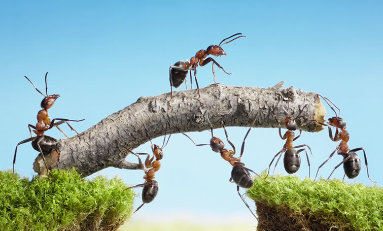 travail-collaboratif-fourmis