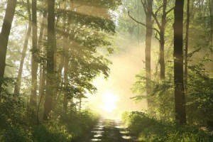 sentier-15205483_blog-300x200